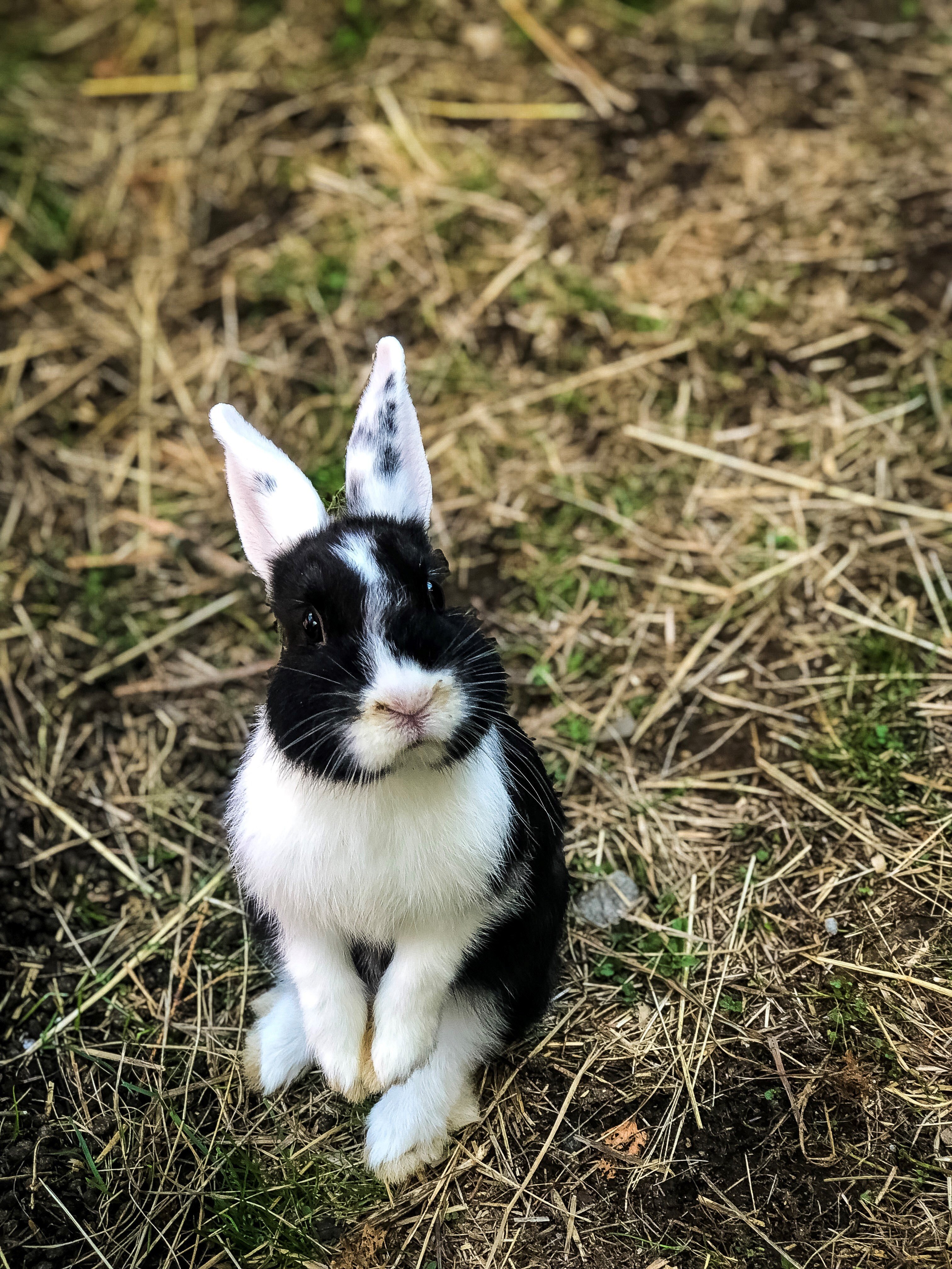 Hotel Nockalm-portrait