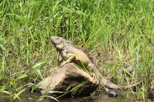Safaris Corobici-Costa Rica River Trips景点图片