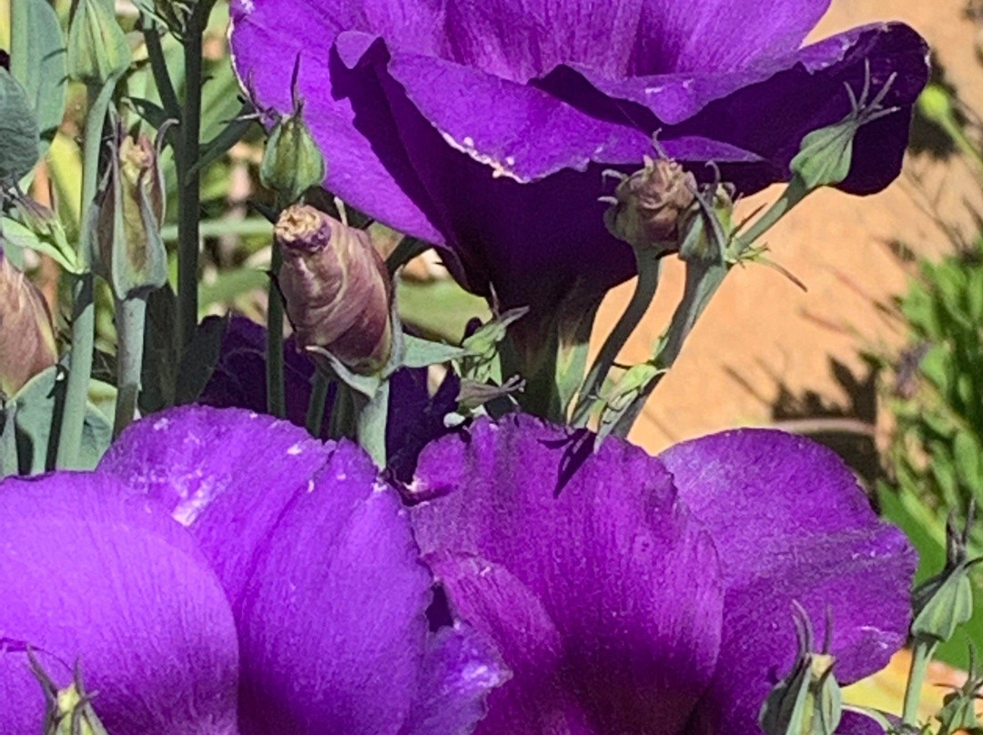 Mission San Luis Rey Retreat主图