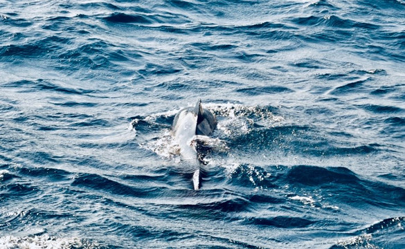 Whale Watch Tarifa-塔里法必去景点