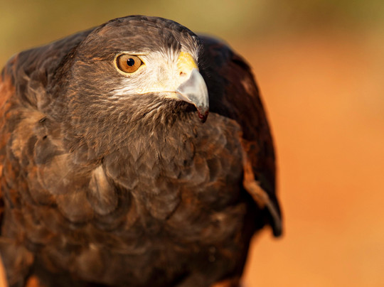 International Raptor & Falconry Center-弗拉格斯塔夫必去景点