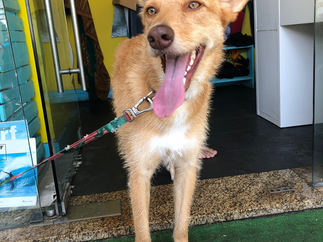 Fish Surf School-马托西纽什必去景点