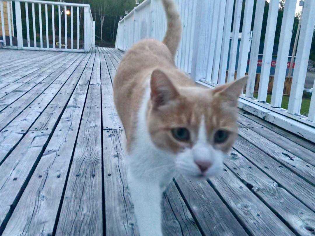 The Island Inn主图