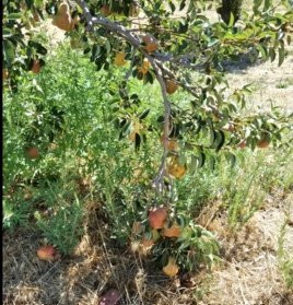 O'Dell's Organic Orchard景点图片