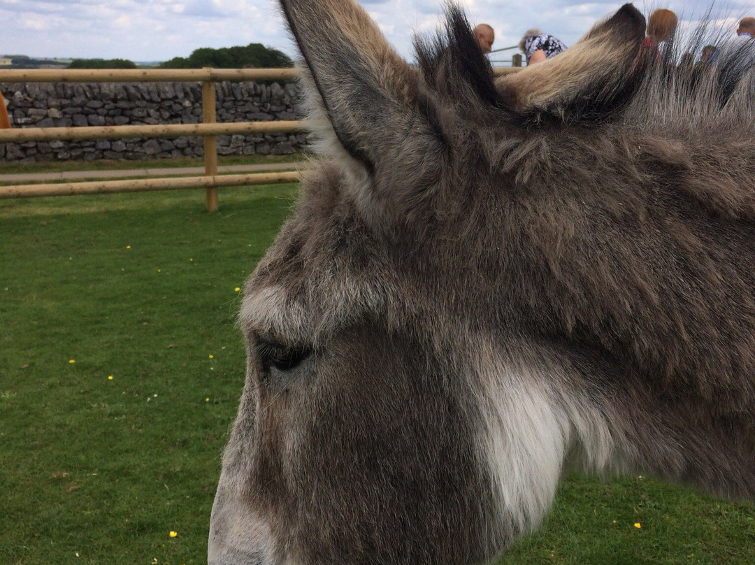 The Donkey Sanctuary景点图片