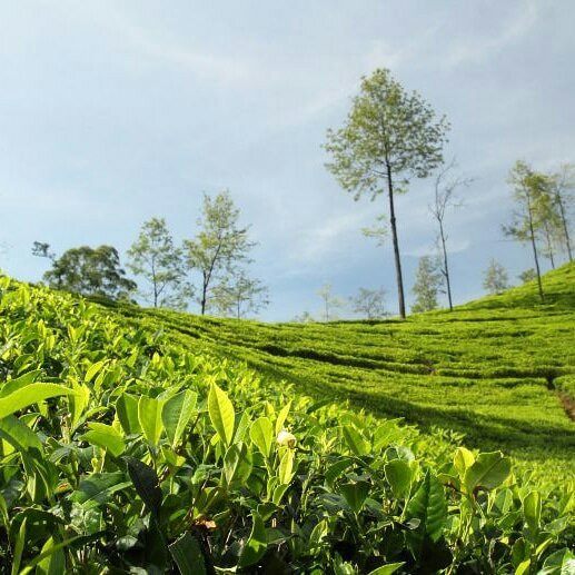 Tony Boat trips-Waikkal必去景点