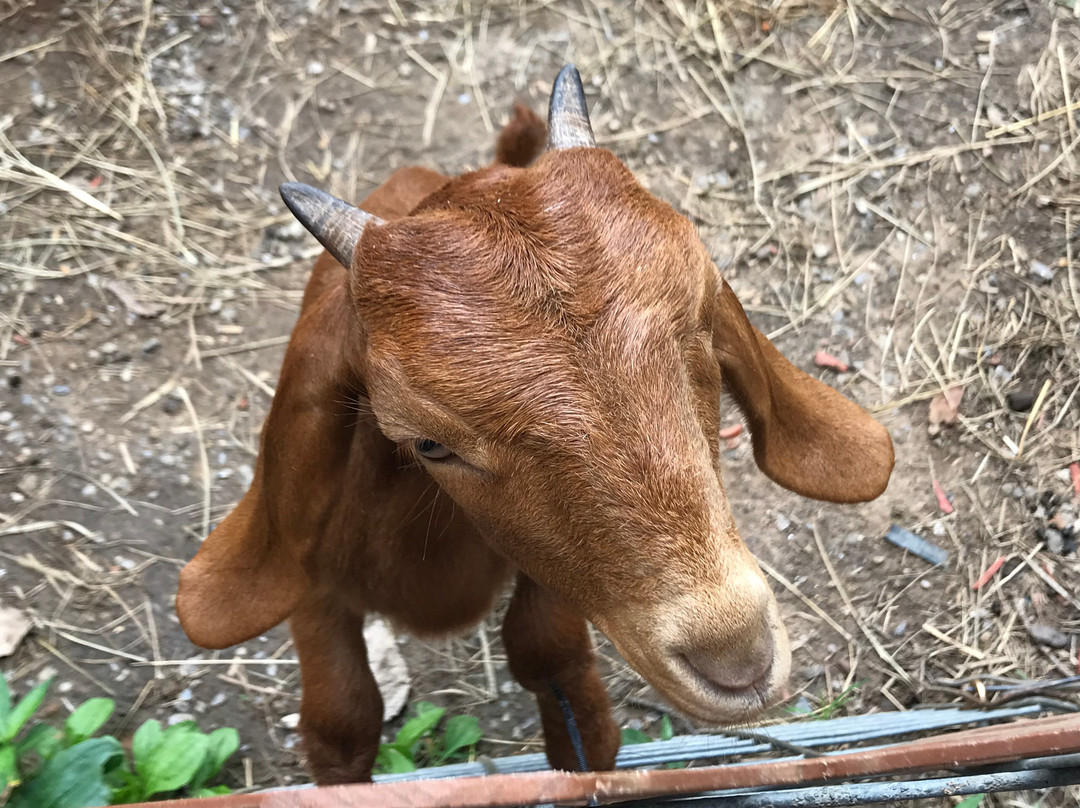 Ye Olde Goat Farm景点图片