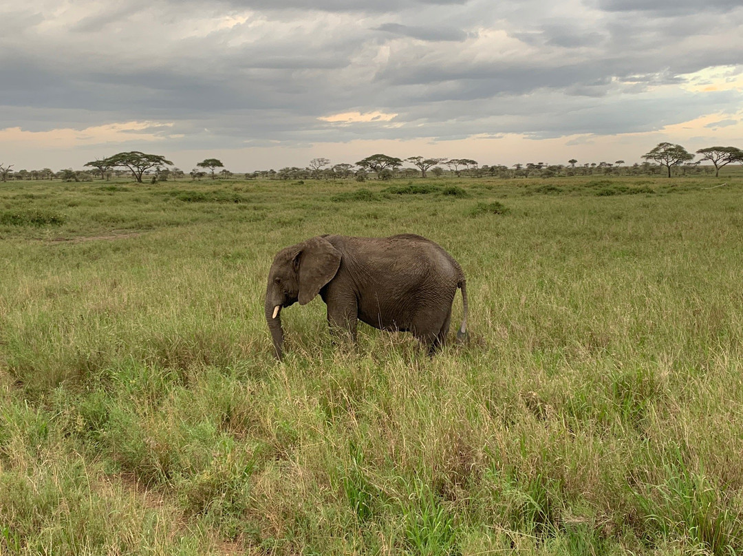 Kipori Safari-莫西必去景点
