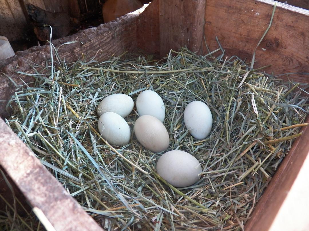 Husum Highlands Bed and Breakfast主图