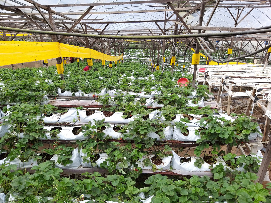 Healthy Strawberry Farm-丹那拉塔必去景点