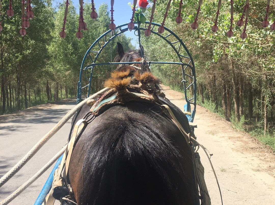 达瓦昆沙漠-岳普湖县必去景点