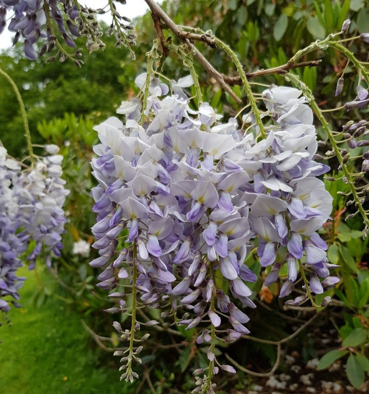 The American Garden景点图片