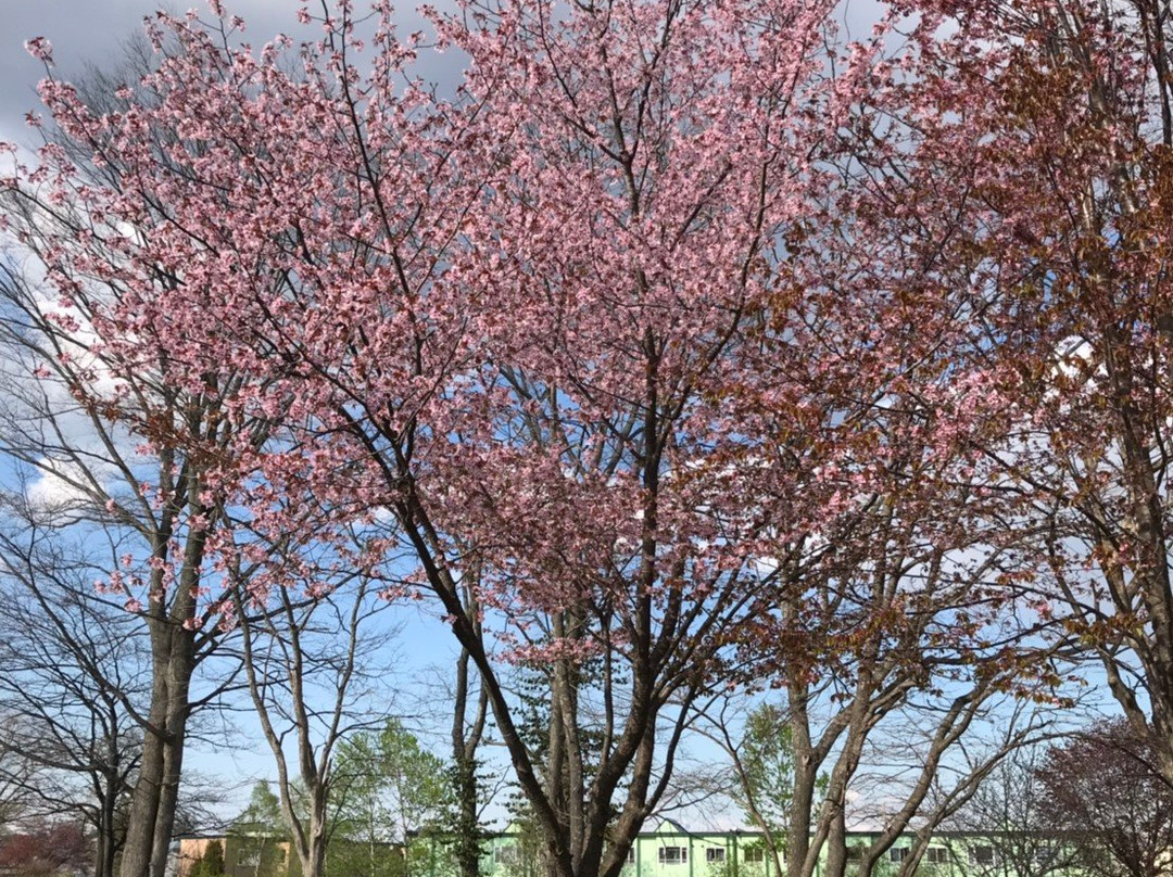 Michi-no-Eki Salmon Park Chitose-千岁市必去景点