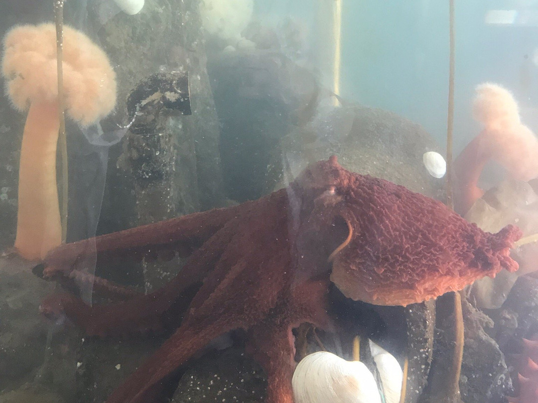 Port Townsend Marine Science Center景点图片
