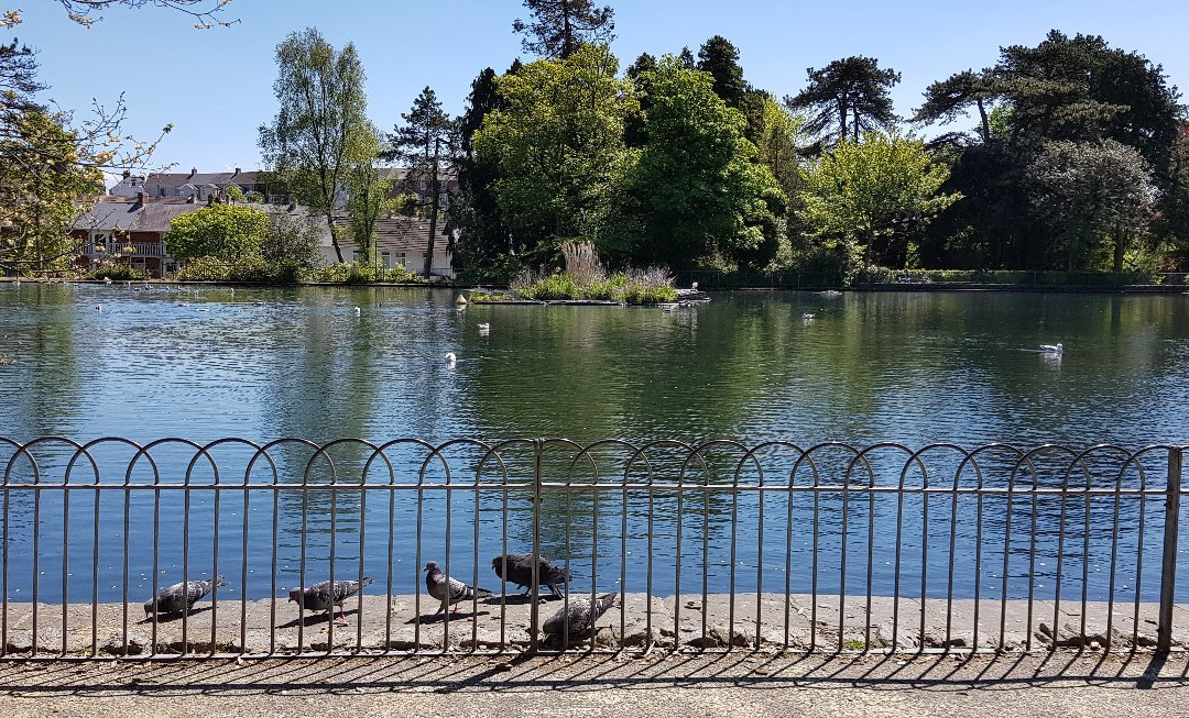 Brynmill Park景点图片