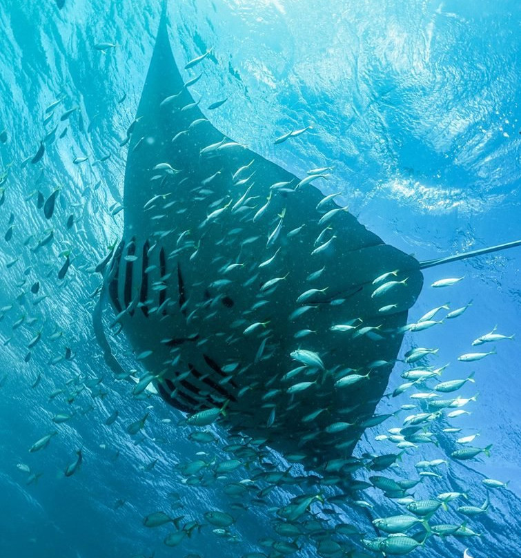 Ningaloo Whaleshark n Dive景点图片