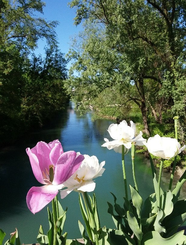 Parco fluviale del Noncello景点图片