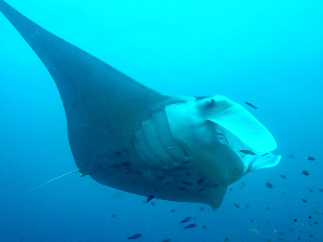 DPM Diving Nusa Penida-珀尼达岛必去景点