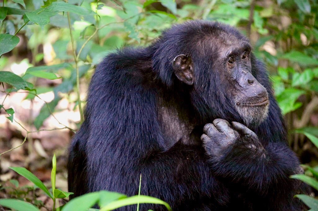 Bamboo Ecotours-坎帕拉必去景点