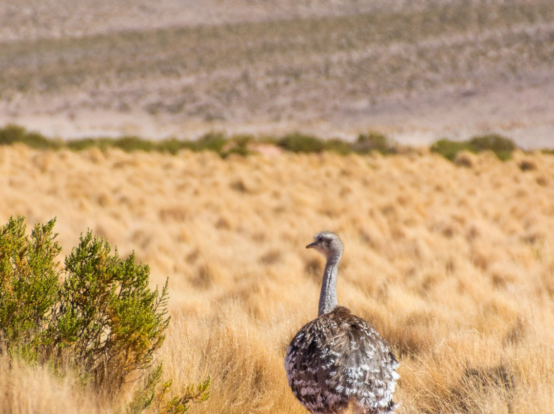 Eduardo Avaroa National Reserve of Andean Fauna景点图片