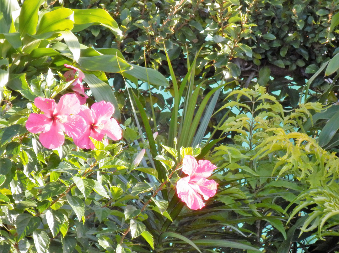 Rapitan di Vasay主图