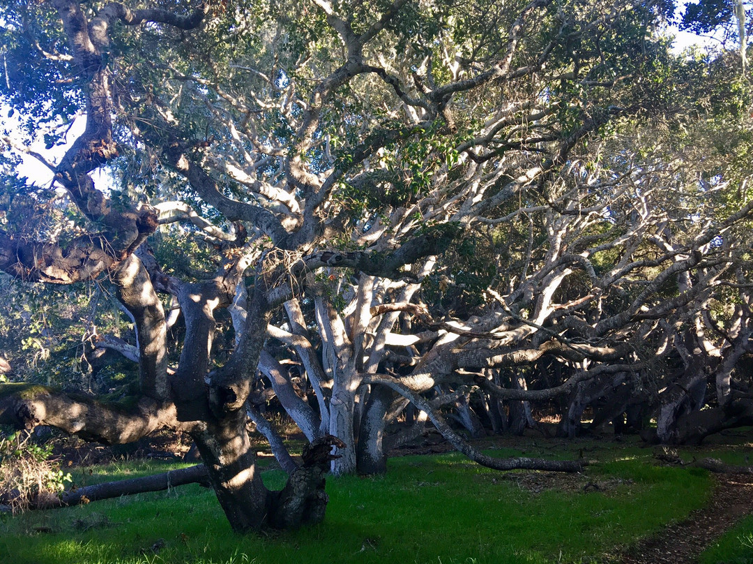 Los Osos Oaks State Reserve景点图片