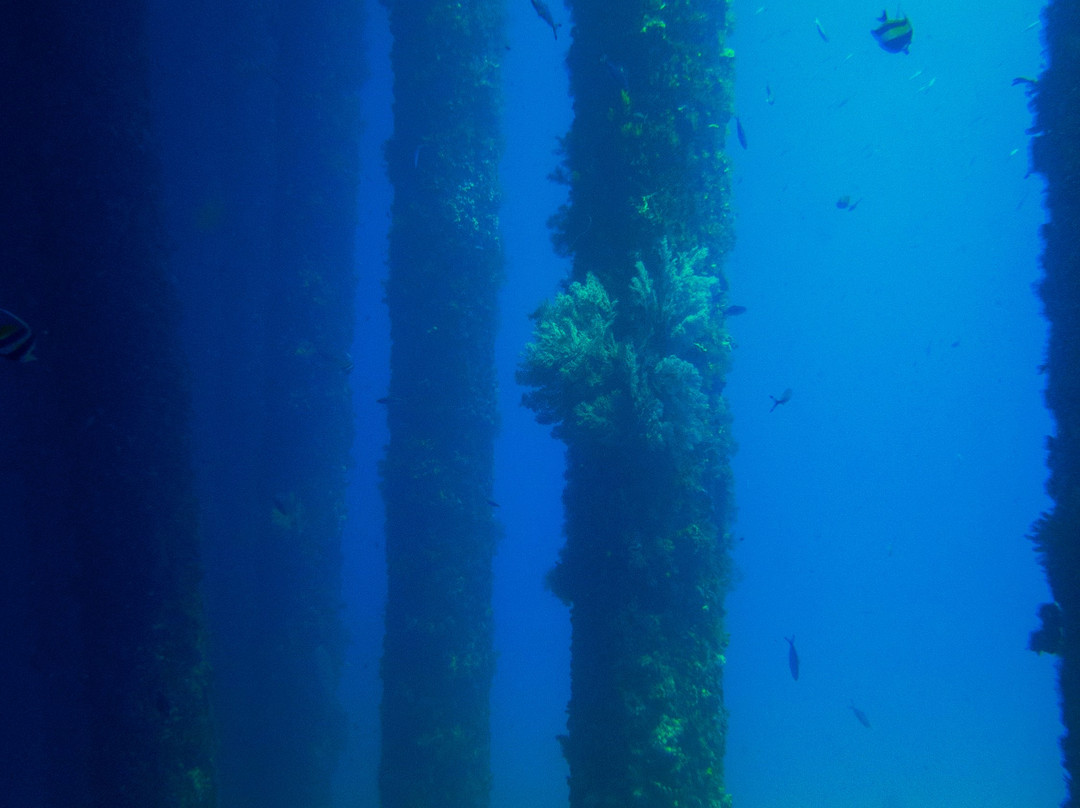 Two Fish Divers Sanur-沙努尔必去景点
