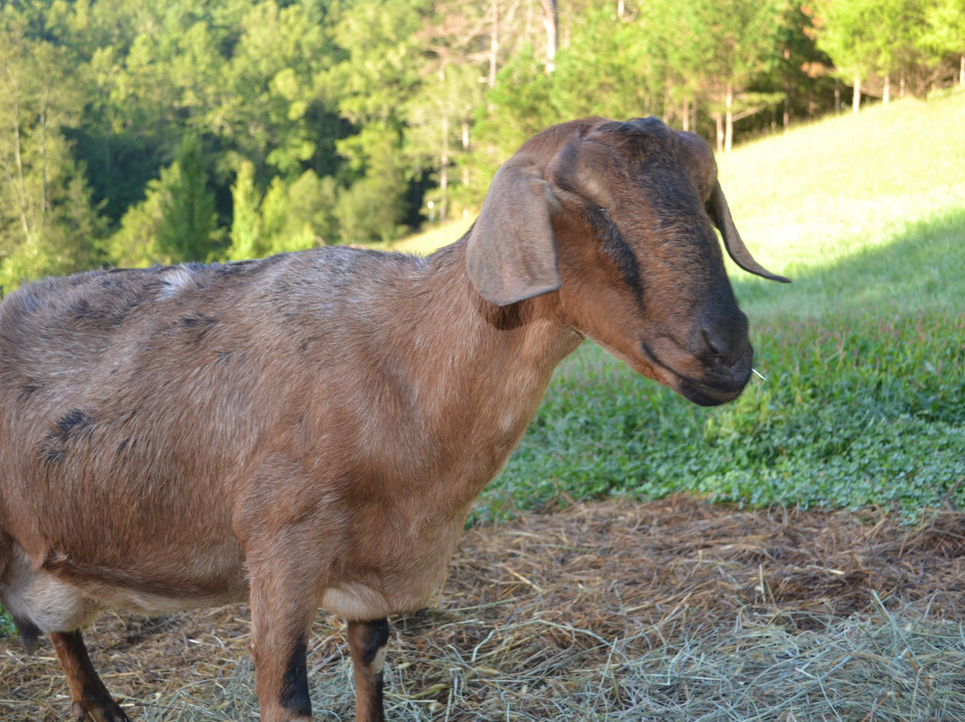 Bella View Farm Animal Sanctuary景点图片