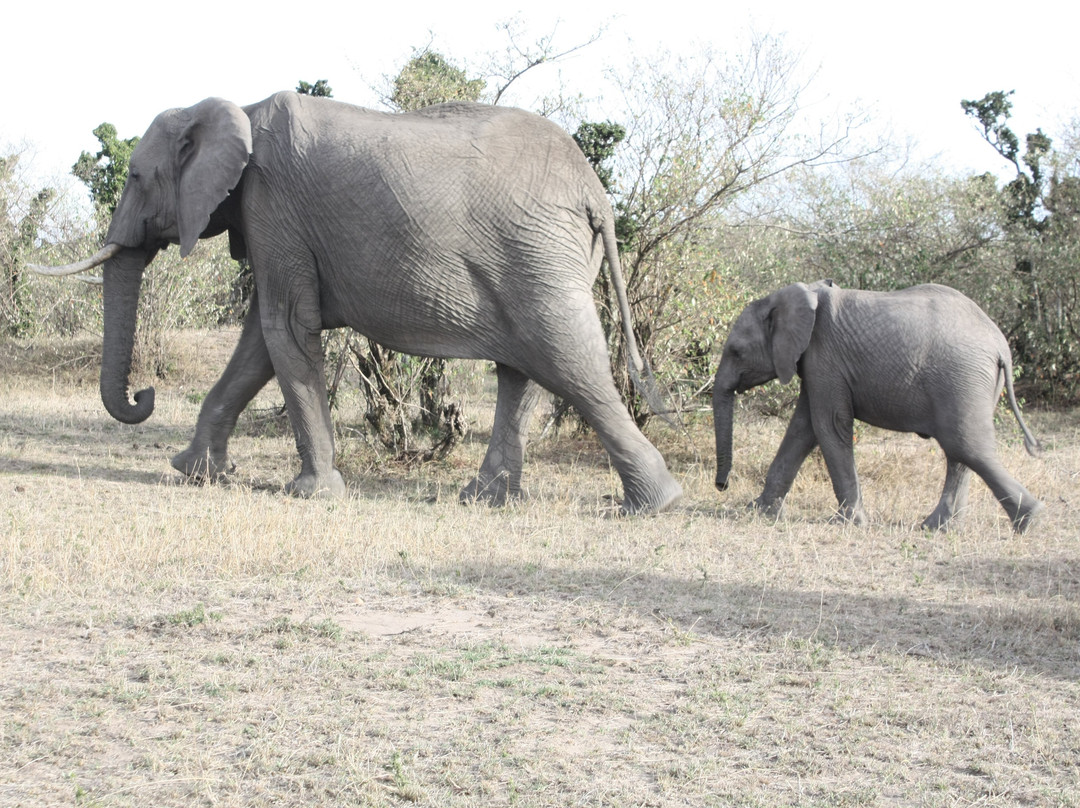 Afrolink Adventures-内罗毕必去景点