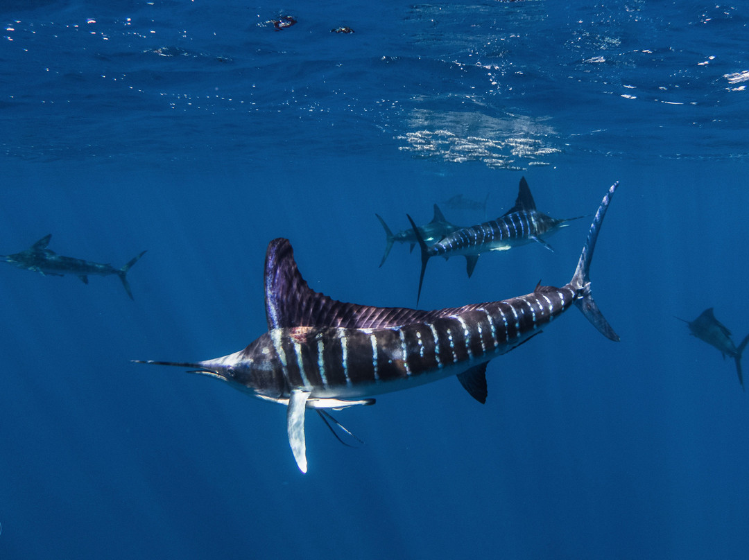 Nomad Diving-拉巴斯必去景点