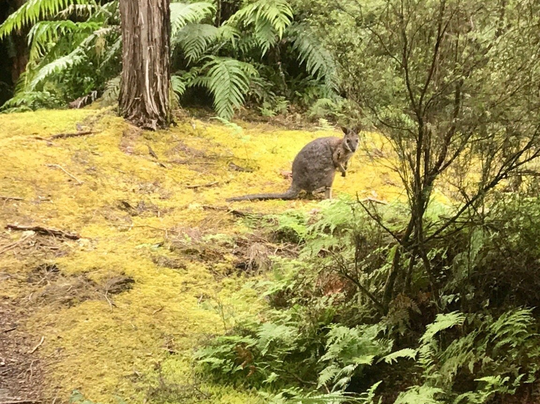 Tarawera Trail景点图片