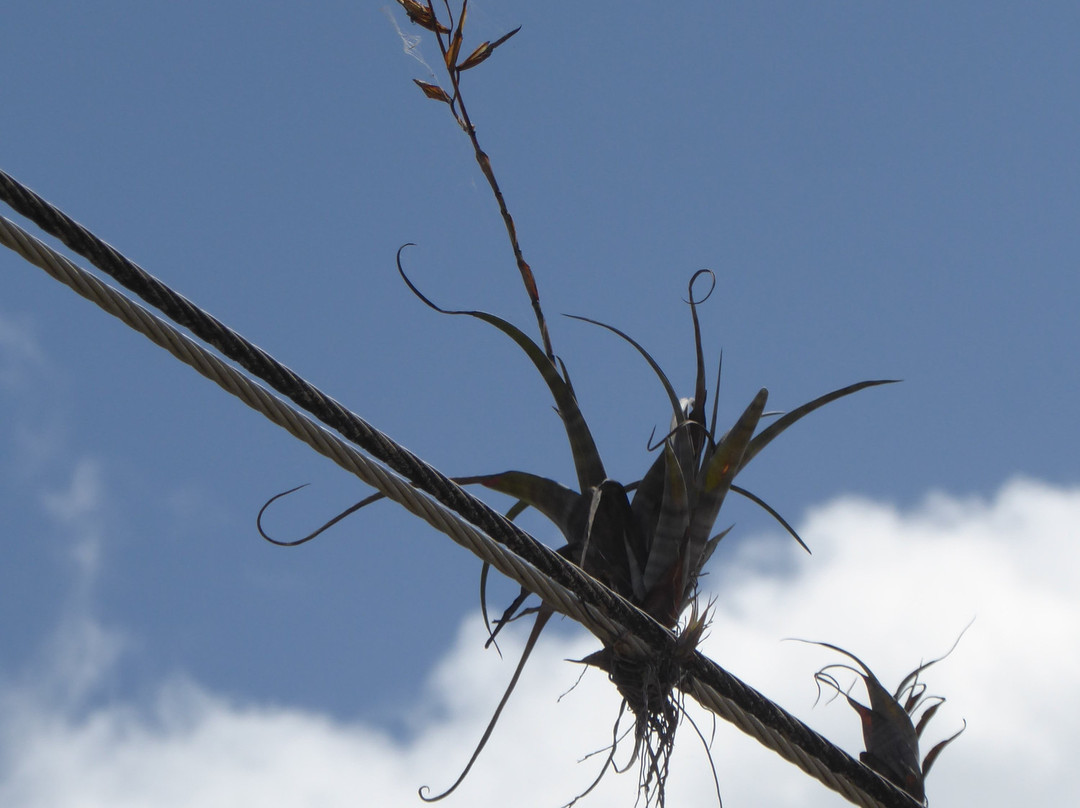Commewijne River-帕拉马里博必去景点