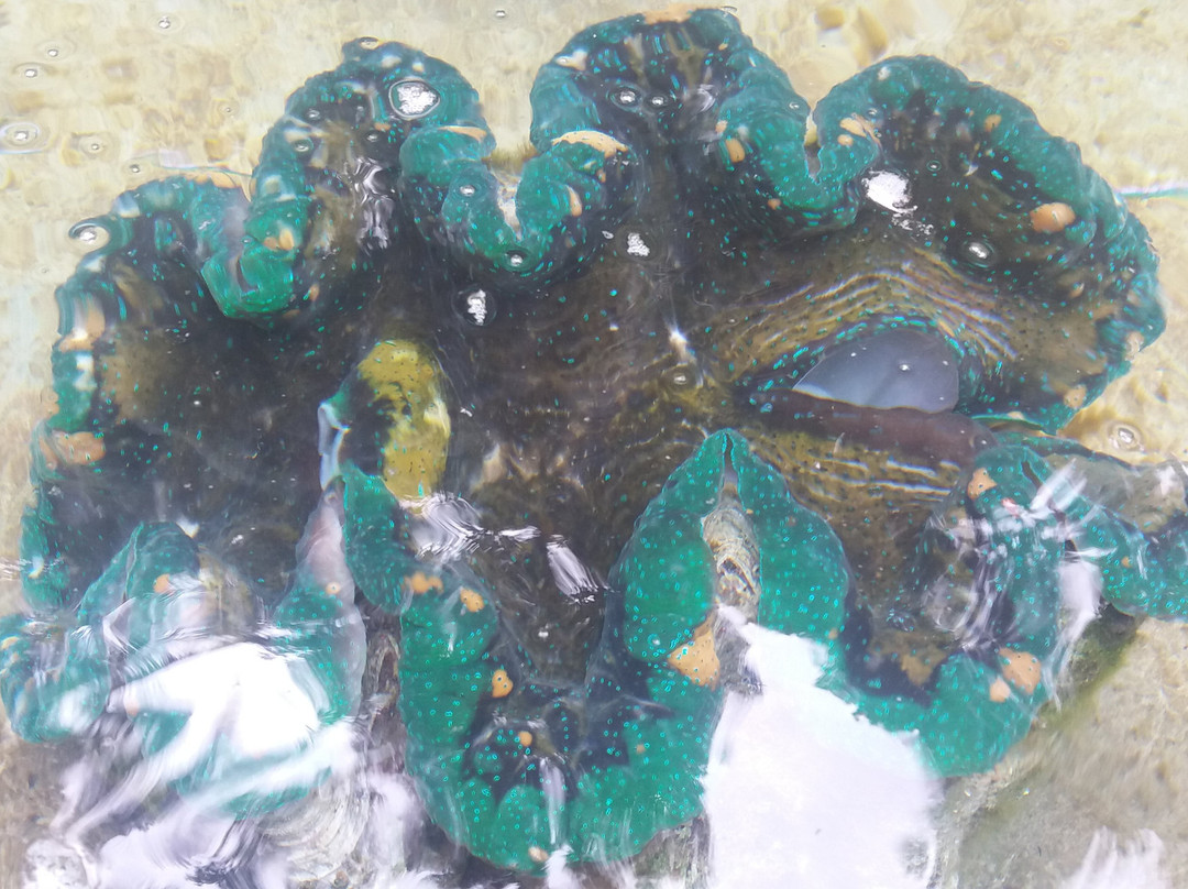 Giant Clam Sanctuary景点图片