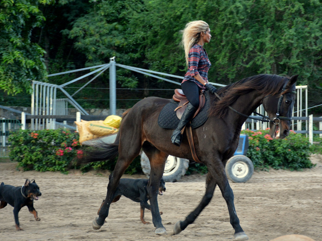 Haras Du Morne景点图片