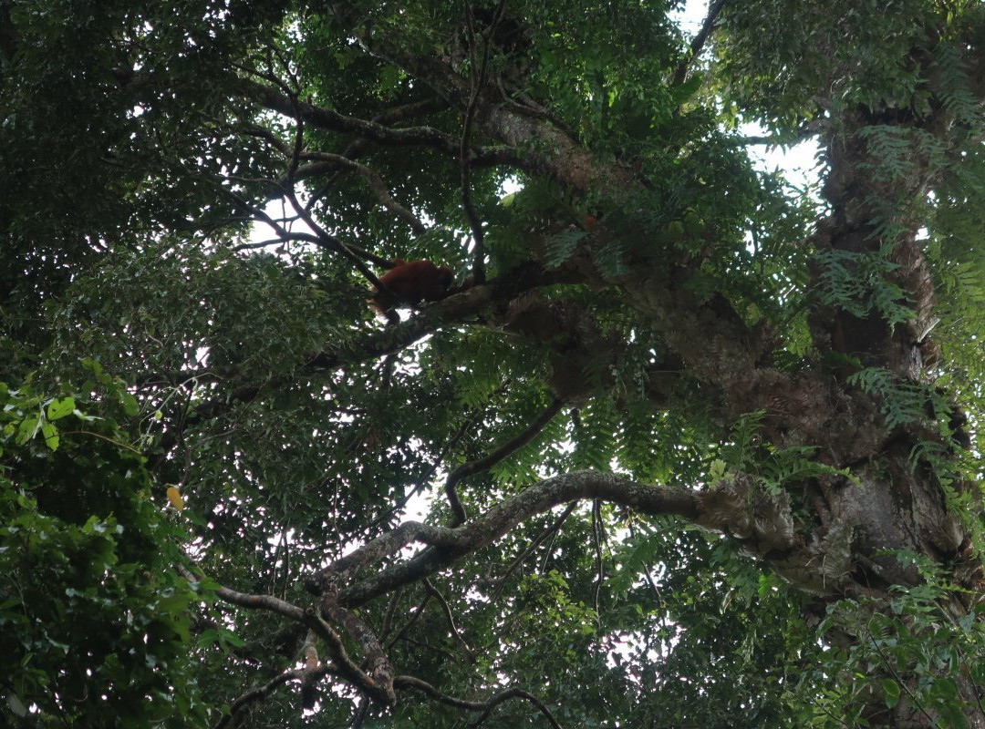 Sumatra Orangutan Trip-武吉拉旺必去景点