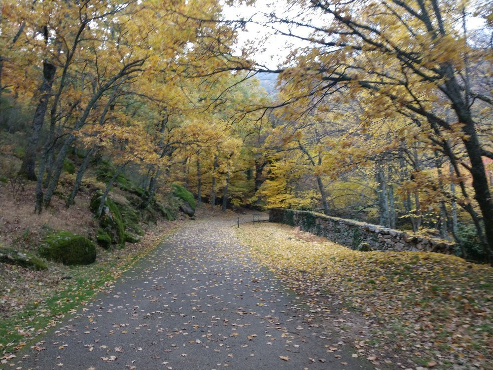 Bosque de la Herreria景点图片