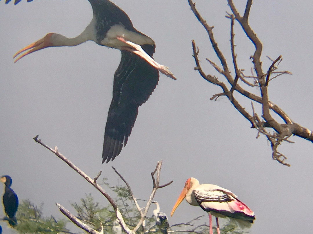 Keladevi Wildlife Sanctuary-Karauli必去景点