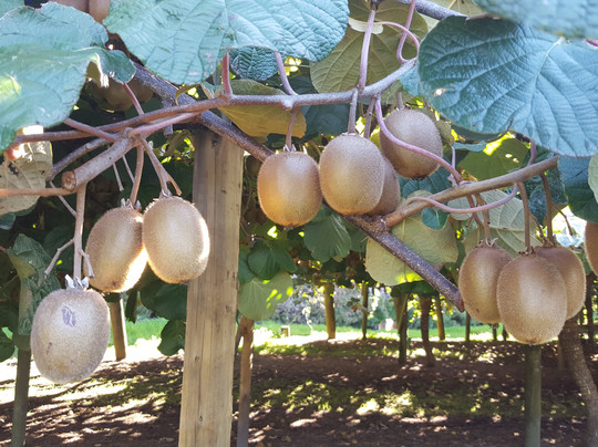 Kiwifruit Country-Paengaroa必去景点