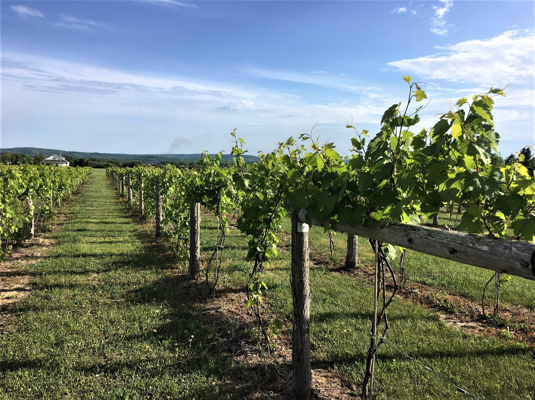 Crooked Vine Vineyard & Winery景点图片