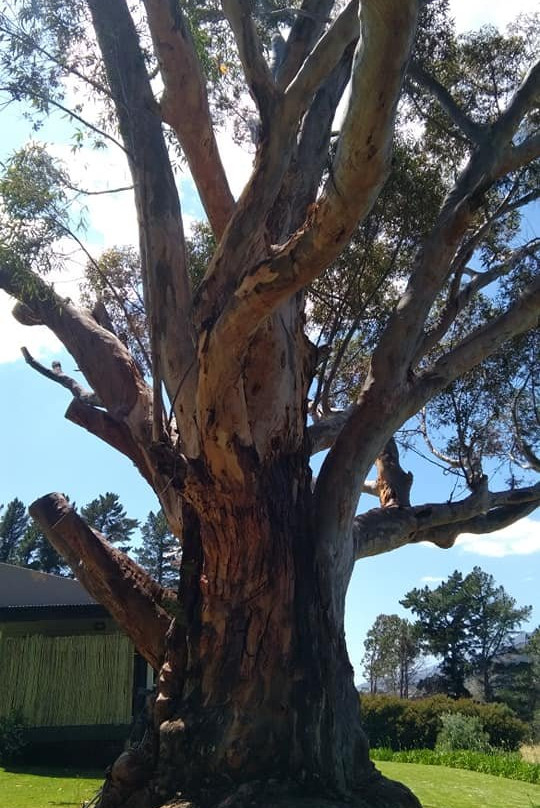 蓝桉国家庄园主图