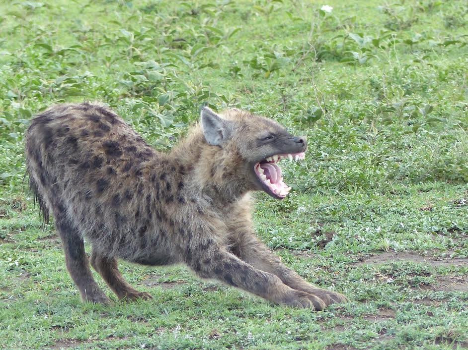 Wild Giant Safaris-莫西必去景点