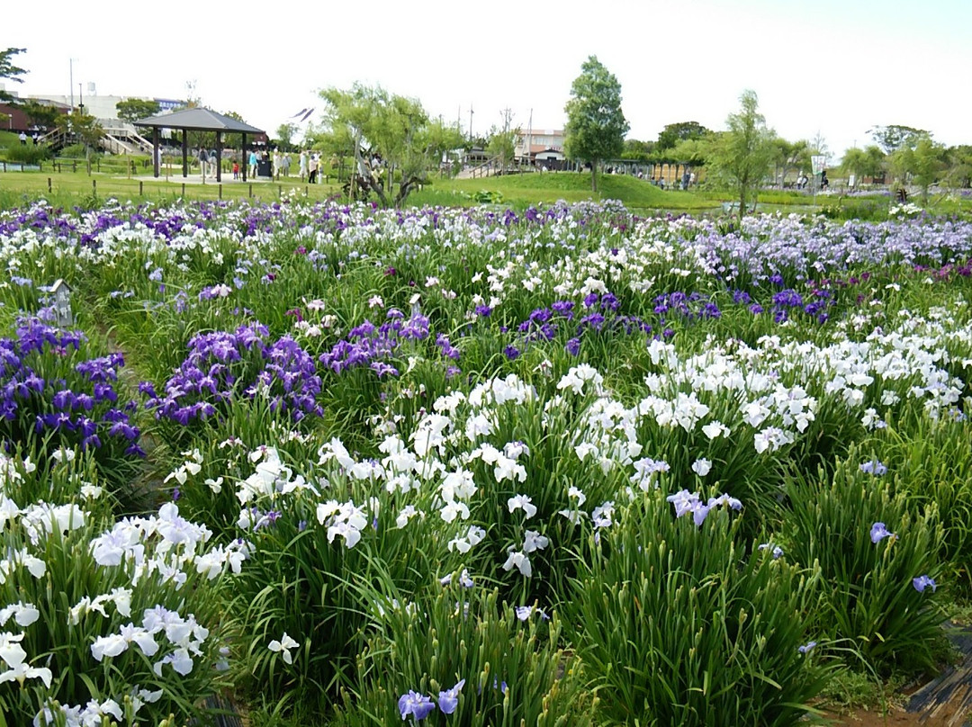 Suigo Sawara Iris Matsuri景点图片