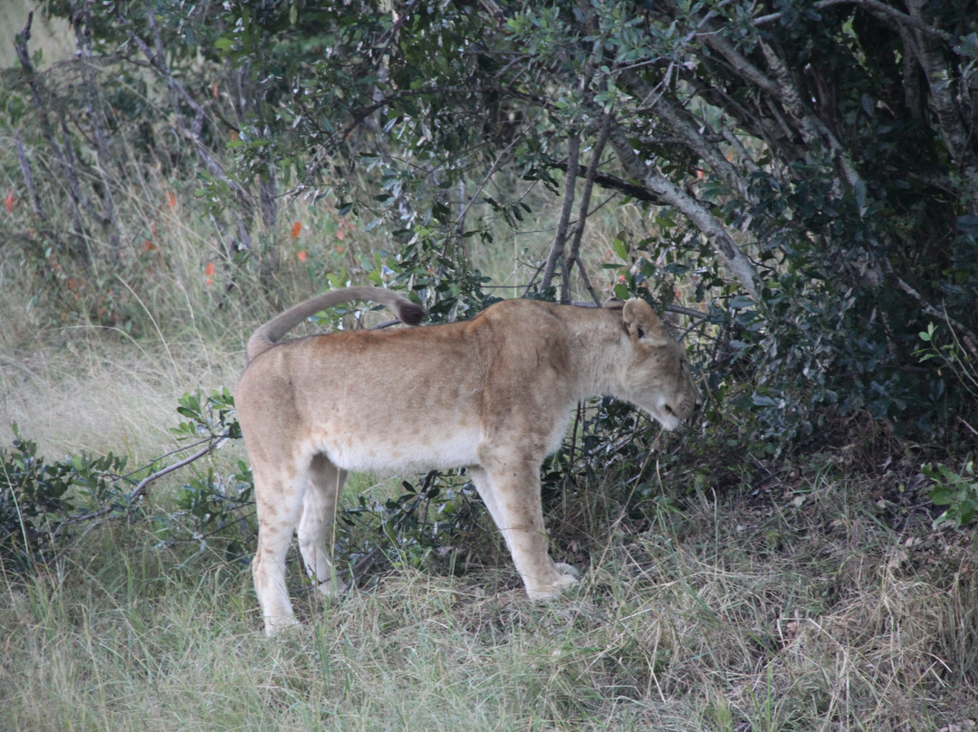 Ol Kinyei Conservancy景点图片