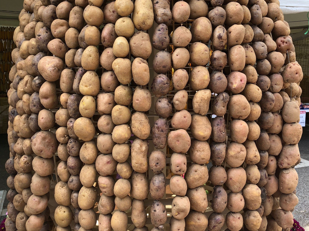 Jeongseon Arirang Festival-旌善郡必去景点