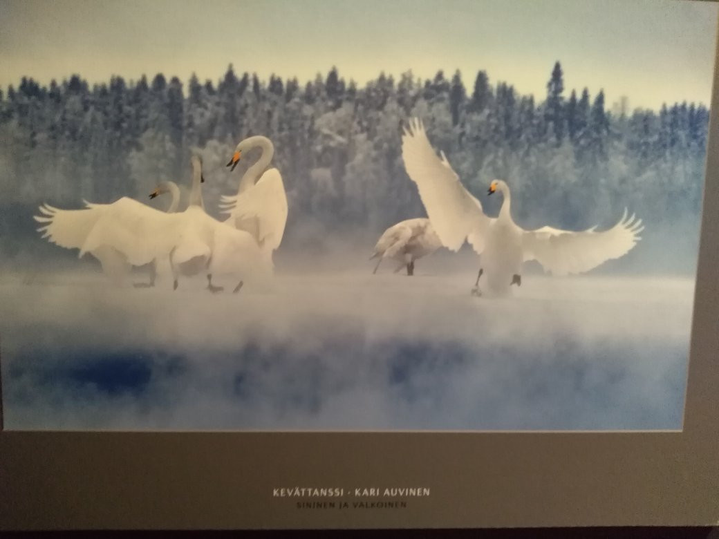 Natural History Museum of Central Finland-于韦斯屈莱必去景点