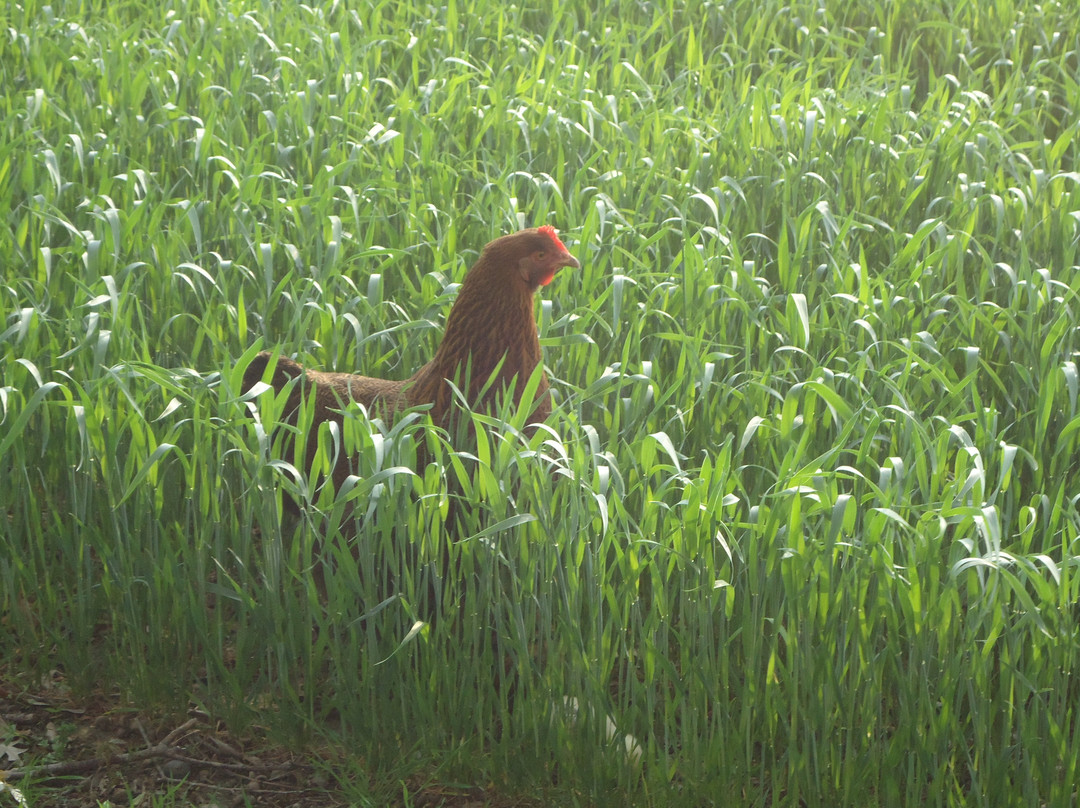 Shady Acres Bed and Breakfast主图