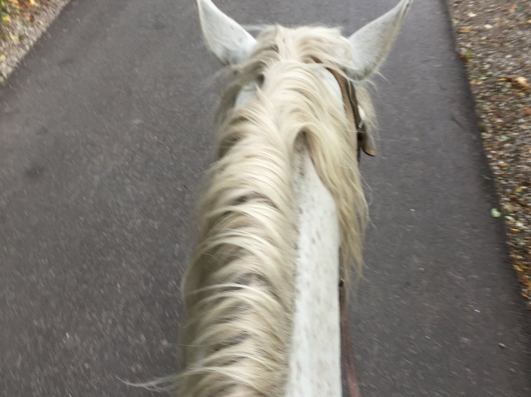 sLOVEnia HORSE RIDING-布莱德必去景点