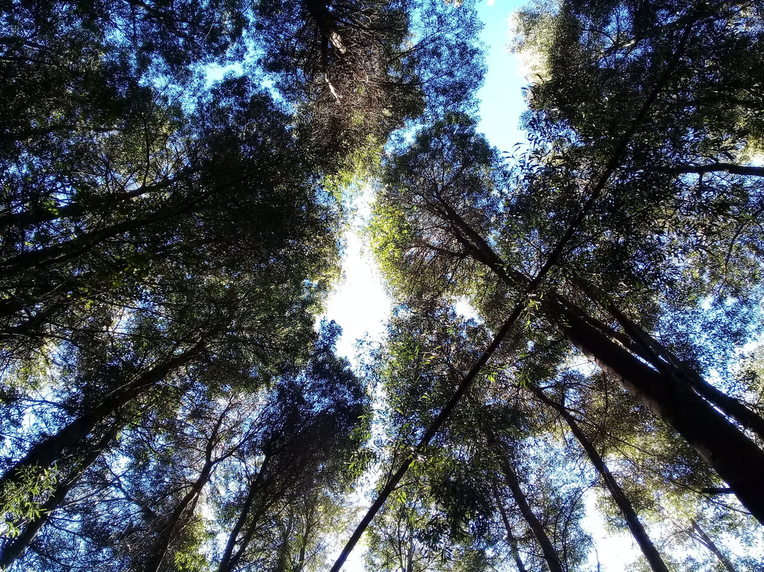 Reserva Nacional Nonguen景点图片