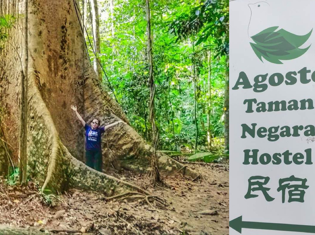 Agosto Taman Negara Hostel