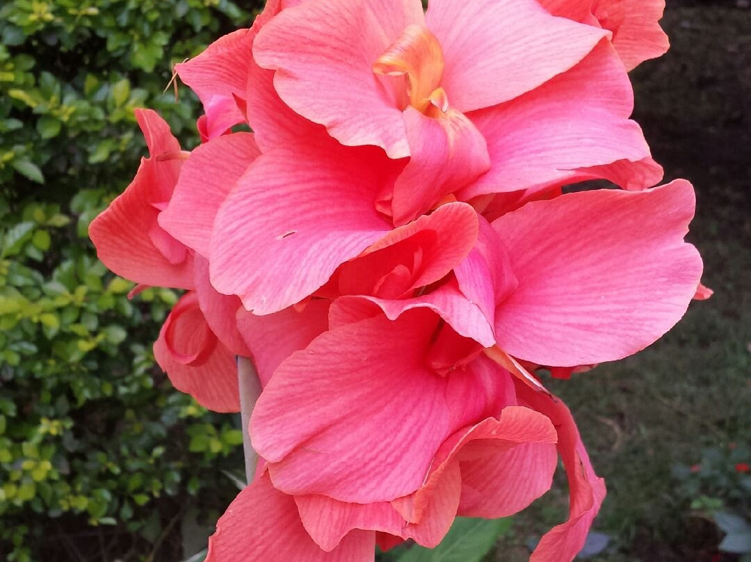 House of Westkili主图